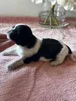 CKC Shelly, a female Shih Tzu for sale in Mayslick, KY – Photo 5 of 7