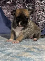 CKC Carmen, a female Chihuahua for sale in Mayslick, KY – 1 of 10