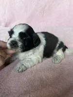 Shondra, a female Shih Tzu for sale in Mayslick, KY – 6 of 7
