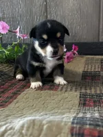 Paige, a female Pembroke Welsh Corgi for sale in Mayslick, KY – 4 of 8