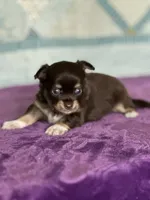 CKC Cleo, a male Chihuahua for sale in Mayslick, KY – 3 of 10