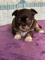 CKC Cleo, a male Chihuahua for sale in Mayslick, KY – 6 of 10