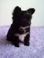 Cora, a female Chihuahua for sale in Mayslick, KY – 3 of 6