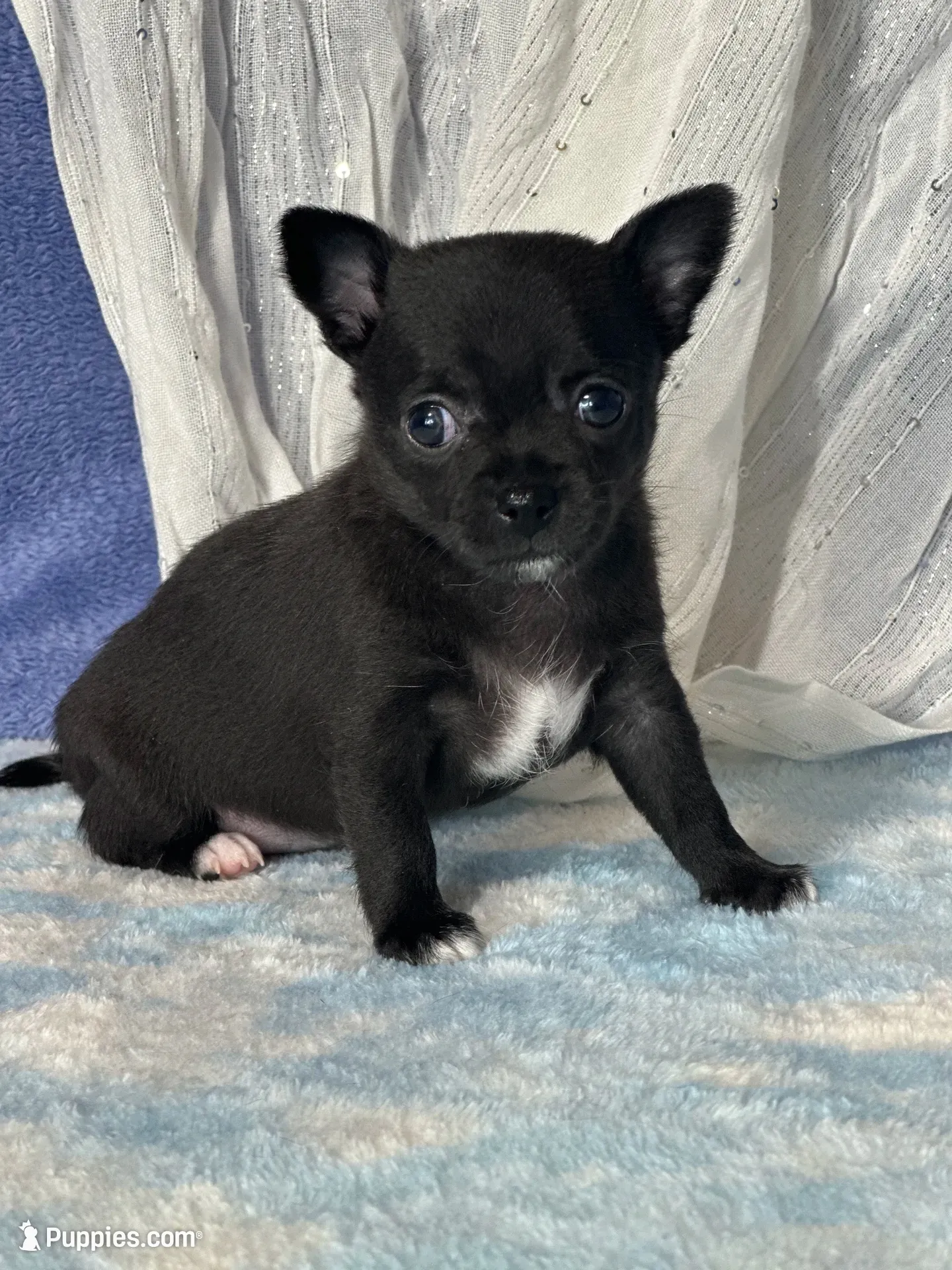 Camille, a female Chihuahua for sale in Mayslick, KY – 3 of 9
