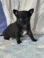 Camille, a female Chihuahua for sale in Mayslick, KY – 8 of 9