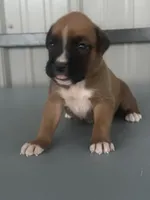 Brock, a male Boxer for sale in Mayslick, KY – 2 of 7