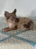 AKC Cassandra, a female Chihuahua for sale in Mayslick, KY – 4 of 10