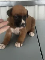Bonnie, a female Boxer for sale in Mayslick, KY – 5 of 6