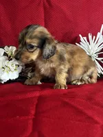 Darcy, a female Miniature Dachshund for sale in Mayslick, KY – 3 of 9