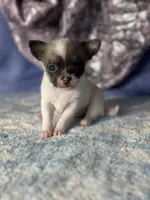 Candy, a female Chihuahua for sale in Mayslick, KY – 5 of 7