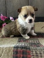 AKC Penelope, a female Pembroke Welsh Corgi for sale in Mayslick, KY – 8 of 10