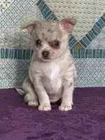 AKC Callie, a female Chihuahua for sale in Mayslick, KY – 5 of 10
