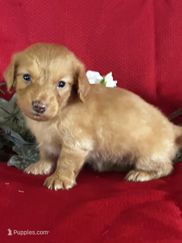 Delilah – Miniature Dachshund puppy for sale in Mayslick, KY