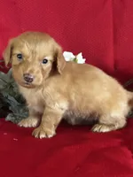 Delilah, a female Miniature Dachshund for sale in Mayslick, KY – 7 of 9