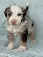 Boomer, a male Miniature Bernedoodle for sale in Mayslick, KY – 2 of 10