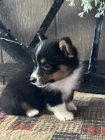 Pogo, a male Pembroke Welsh Corgi for sale in Mayslick, KY – 3 of 9