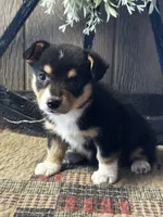 Paige, a female Pembroke Welsh Corgi for sale in Mayslick, KY – 1 of 10