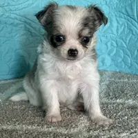 AKC Charlie, a male Chihuahua for sale in Mayslick, KY – Photo 3 of 7