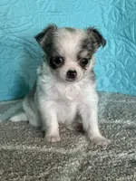 AKC Charlie, a male Chihuahua for sale in Mayslick, KY – Photo 2 of 7