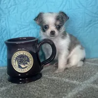 AKC Charlie, a male Chihuahua for sale in Mayslick, KY – Photo 7 of 7