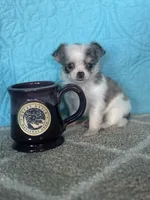 AKC Charlie, a male Chihuahua for sale in Mayslick, KY – Photo 7 of 7