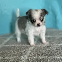 AKC Charlie, a male Chihuahua for sale in Mayslick, KY – Photo 5 of 7