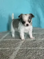 AKC Charlie, a male Chihuahua for sale in Mayslick, KY – Photo 5 of 7