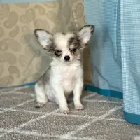 AKC Charlie, a male Chihuahua for sale in Mayslick, KY – Photo 2 of 7