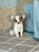 AKC Charlie, a male Chihuahua for sale in Mayslick, KY – Photo 4 of 7