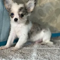 AKC Charlie, a male Chihuahua for sale in Mayslick, KY – Photo 4 of 7