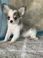 AKC Charlie, a male Chihuahua for sale in Mayslick, KY – Photo 3 of 7