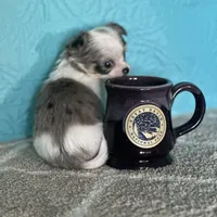 AKC Charlie, a male Chihuahua for sale in Mayslick, KY – Photo 6 of 7