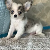 AKC Charlie, a male Chihuahua for sale in Mayslick, KY – Photo 1 of 7