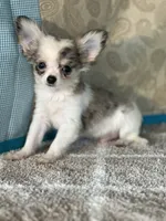 AKC Charlie, a male Chihuahua for sale in Mayslick, KY – Photo 1 of 7