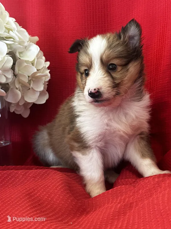 AKC Shadow – Shetland Sheepdog puppy for sale in Mayslick, KY
