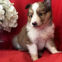 AKC Shadow, a male Shetland Sheepdog for sale in Mayslick, KY – Photo 3 of 9