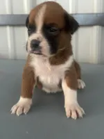 Betsy, a female Boxer for sale in Mayslick, KY – 4 of 5