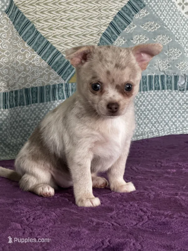 AKC Callie – Chihuahua puppy for sale in Mayslick, KY