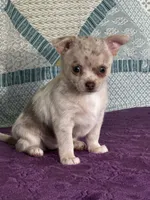 AKC Callie, a female Chihuahua for sale in Mayslick, KY – 1 of 10