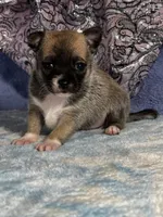 CKC Carmen, a female Chihuahua for sale in Mayslick, KY – 2 of 10