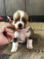 Prudence, a female Pembroke Welsh Corgi for sale in Mayslick, KY – 3 of 6