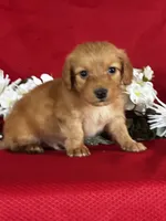 Duke, a male Miniature Dachshund for sale in Mayslick, KY – 2 of 8