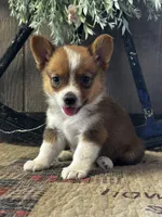 Prudence, a female Pembroke Welsh Corgi for sale in Mayslick, KY – 2 of 10