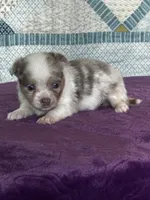 CKC Claudia, a female Chihuahua for sale in Mayslick, KY – 6 of 10