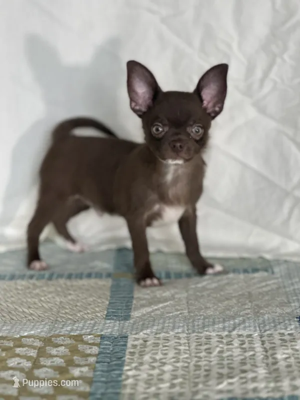 AKC Corbin – Chihuahua puppy for sale in Mayslick, KY
