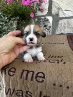 AKC Preston, a male Pembroke Welsh Corgi for sale in Mayslick, KY – 4 of 5