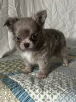 AKC Carson, a male Chihuahua for sale in Mayslick, KY – 8 of 10