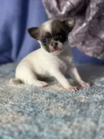 Candy, a female Chihuahua for sale in Mayslick, KY – 1 of 7