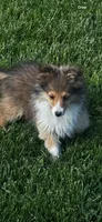 AKC Sheri, a female Shetland Sheepdog for sale in Mayslick, KY – 3 of 10