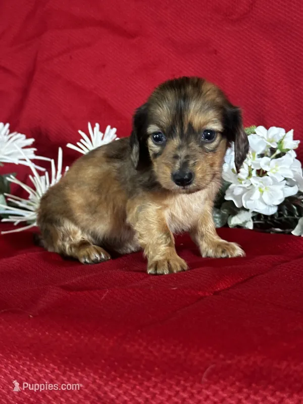 Darcy – Miniature Dachshund puppy for sale in Mayslick, KY
